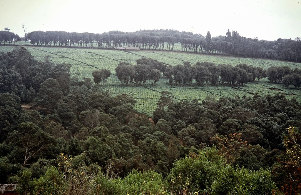 Tanzania Agriculture