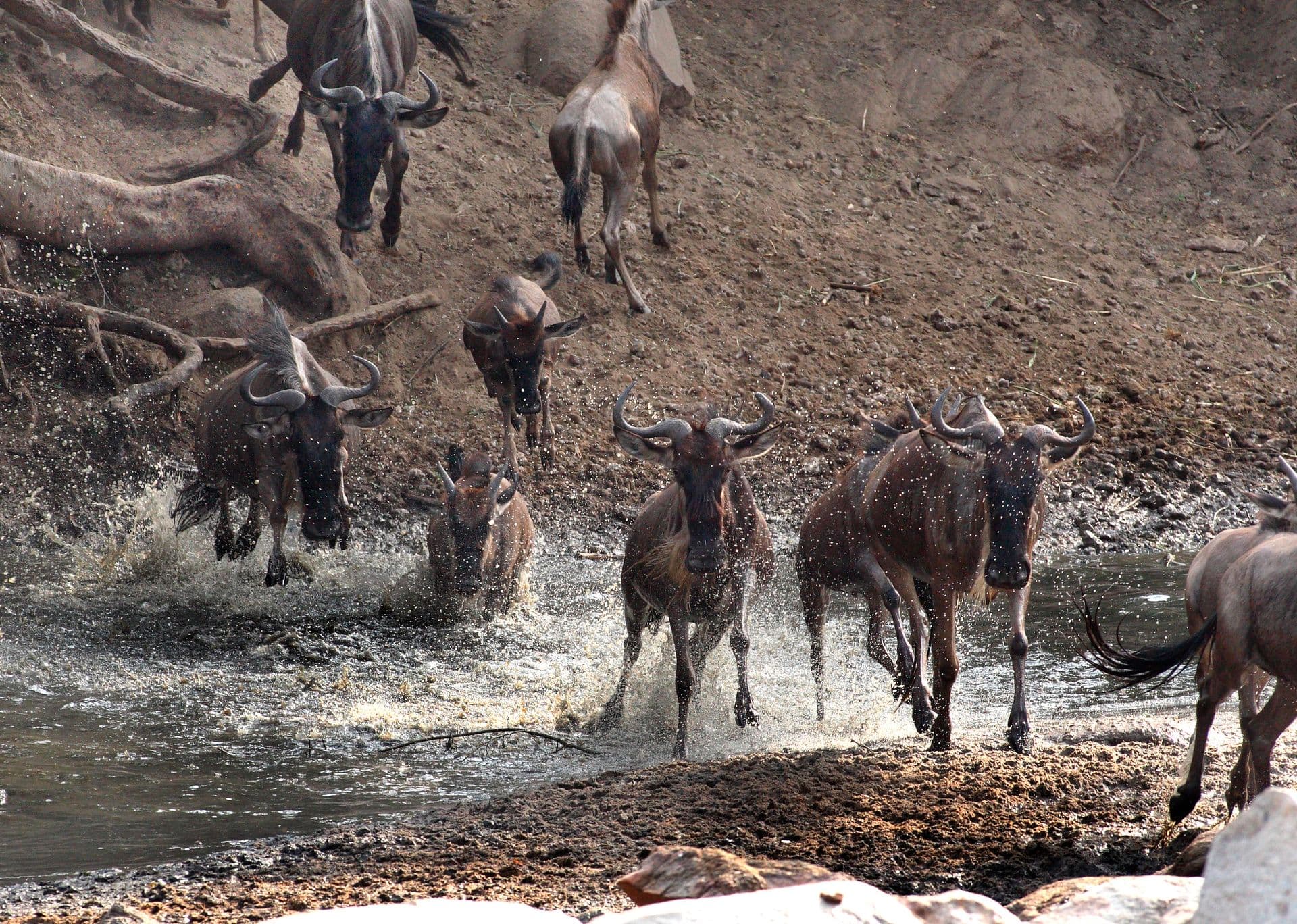 Serengeti Wildlife Census Records 15% Growth in Lion Population