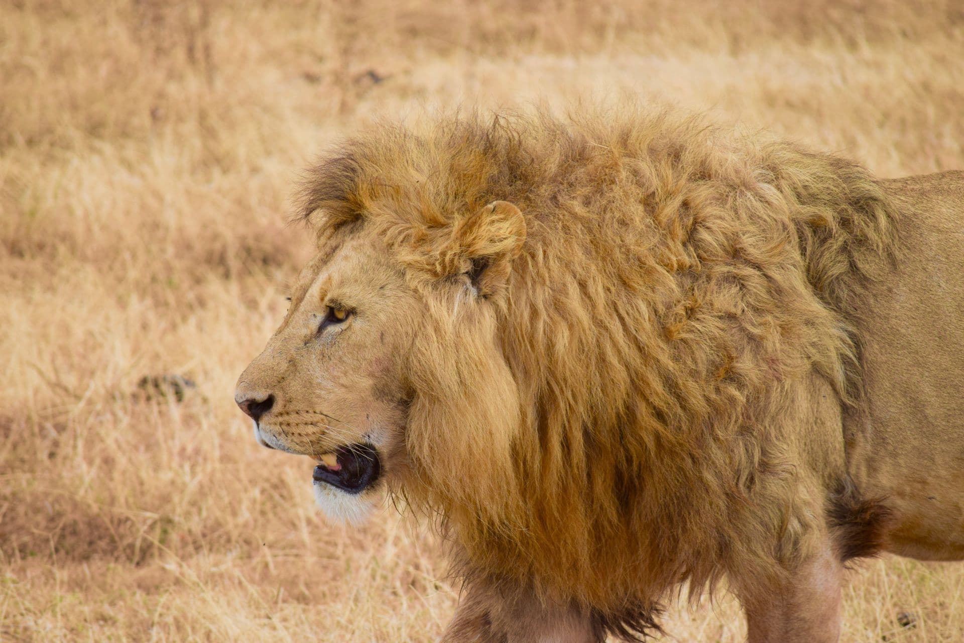 Serengeti Safari Wilderness